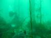 Kelp Forrest 