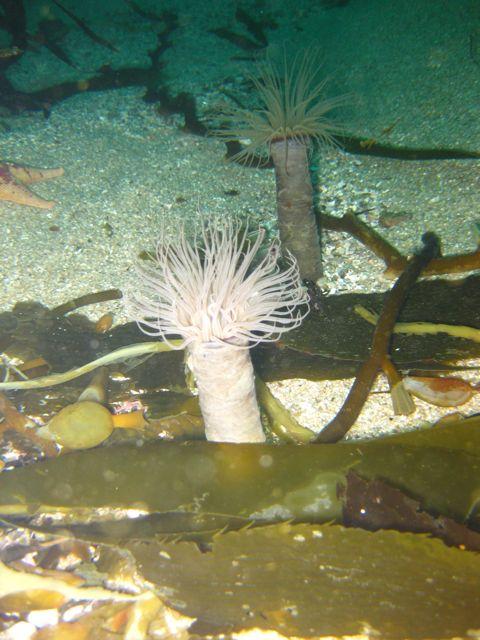 White Tube Anemone things