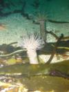 White Tube Anemone things