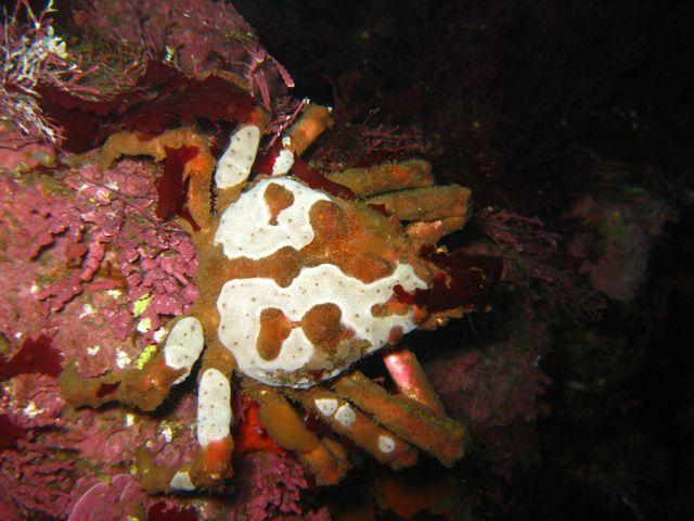 Decorator Crab