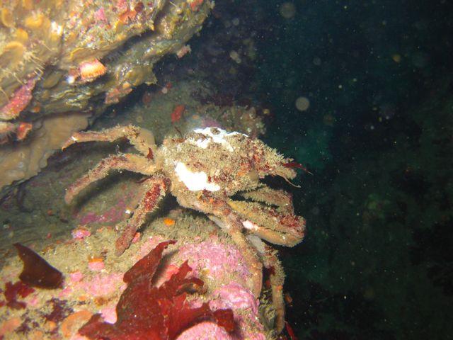 Decorator Crab