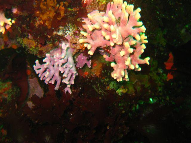 Unknown Corals