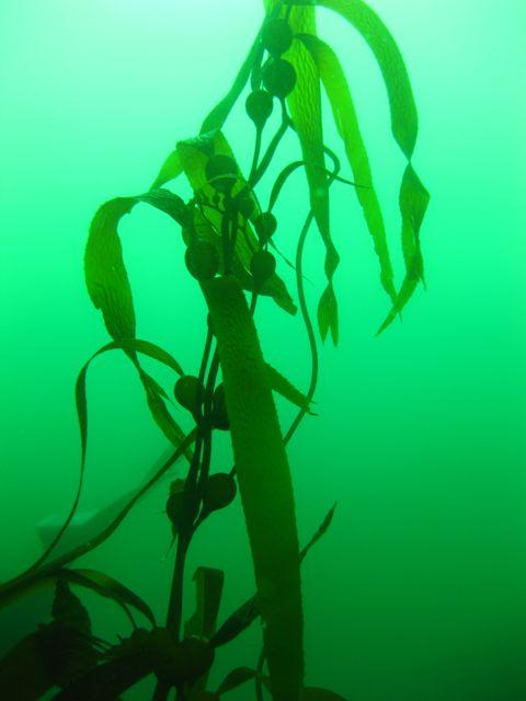 Kelp