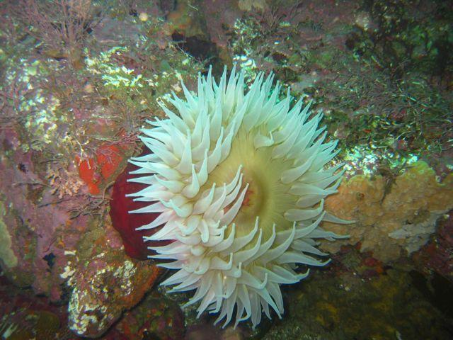 More Anemones