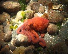 Red Octopus @ Redondo 