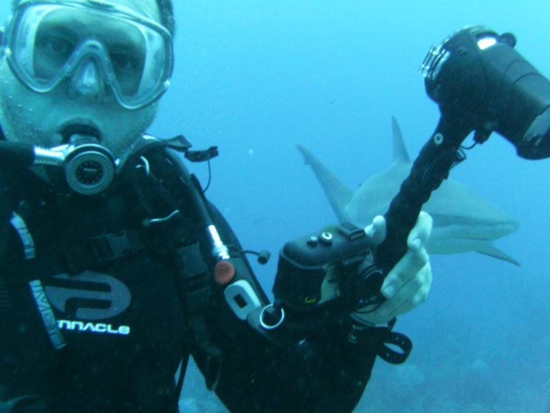 Sharks In Roatan