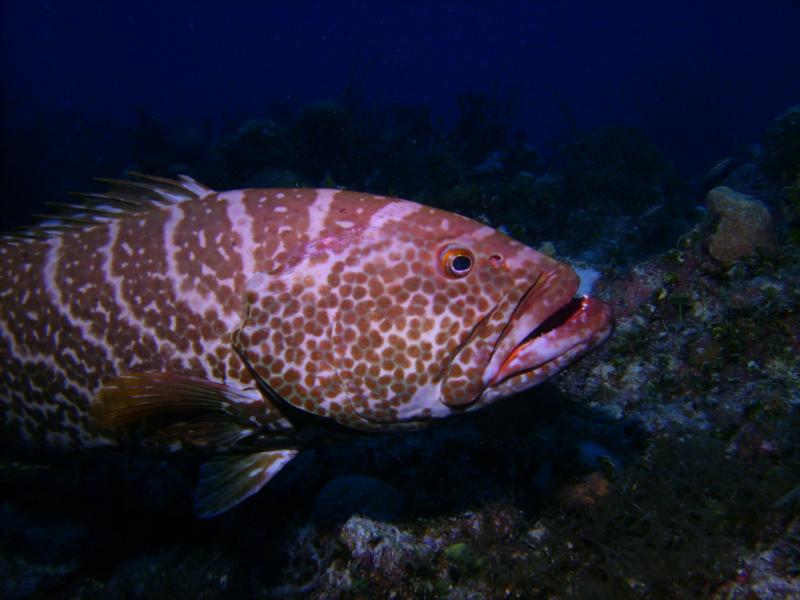 Friendly Grouper