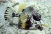 I love this fish... Reef Trunksfish 