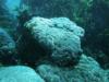 Coral Bay Rottnest Island - Coral