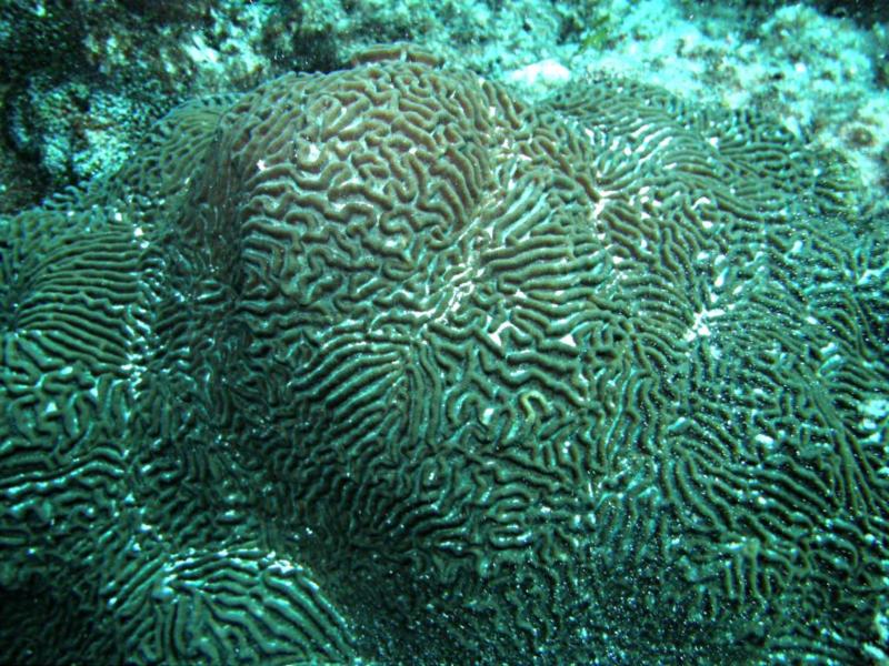 Coral Bay Rottnest Island - Coral