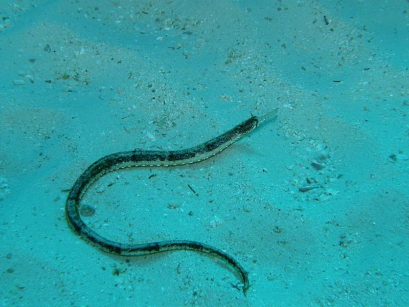 Coral Bay Rottnest Island - Pipefish