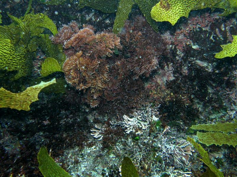 Coral Bay Rottnest Island - Plant Life