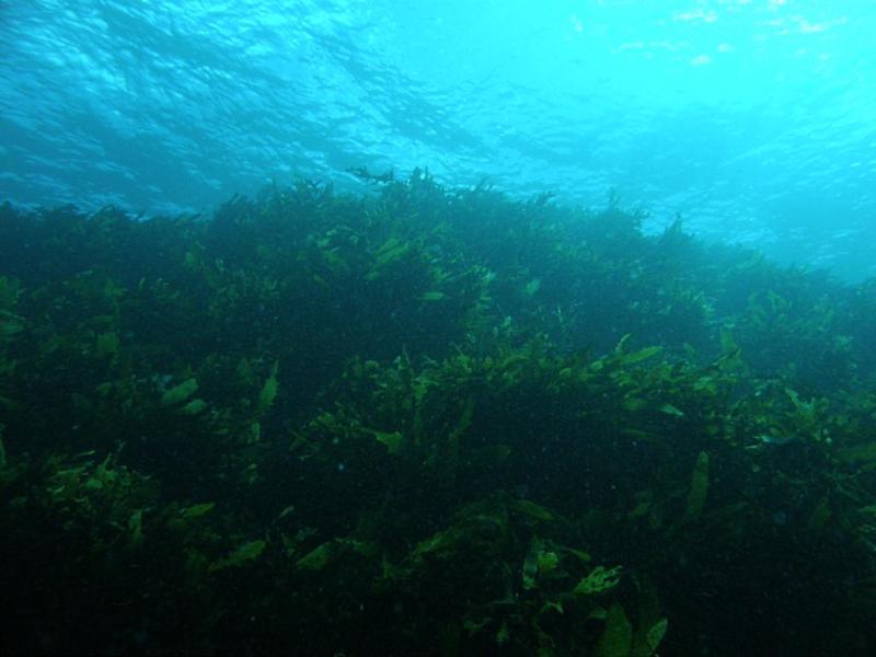 Coral Bay Rottnest Island - Saeweed Wall