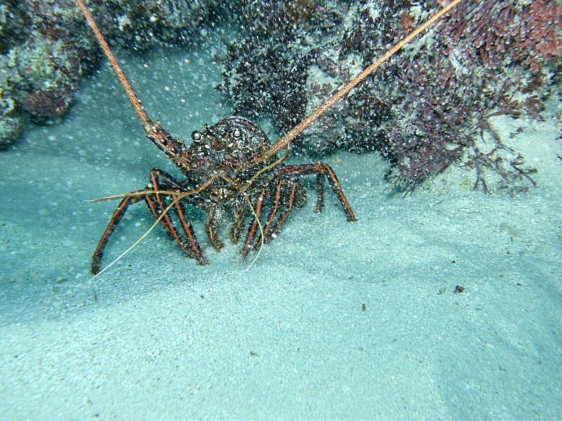 Coral Bay Rottnest Island - WA Lobster