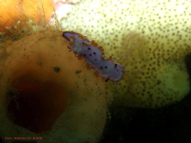 Bell Park Wreck Dive - Rockingham WA