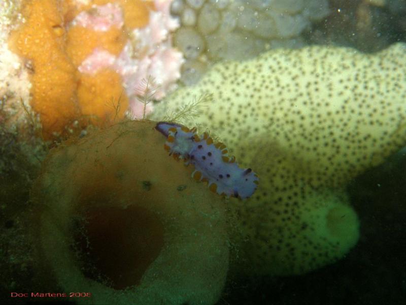 Bell Park Wreck Dive - Rockingham WA