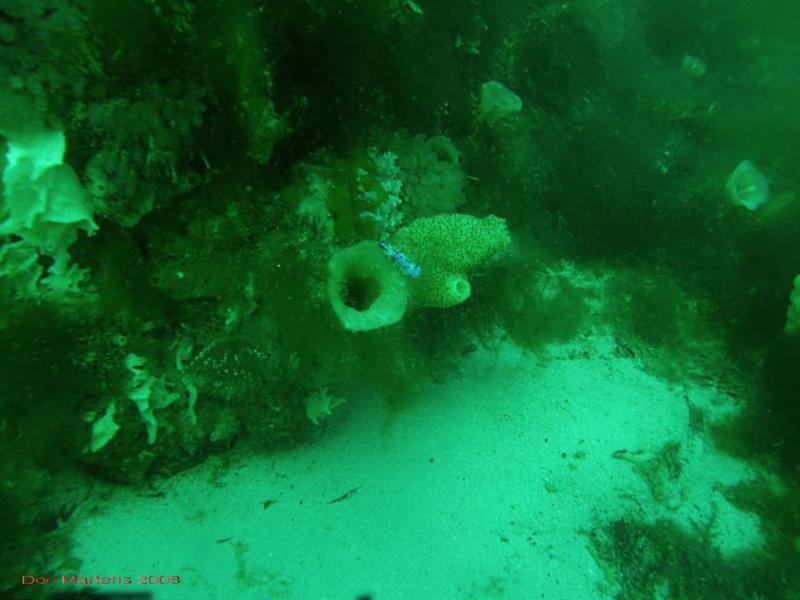 Bell Park Wreck Dive - Rockingham WA