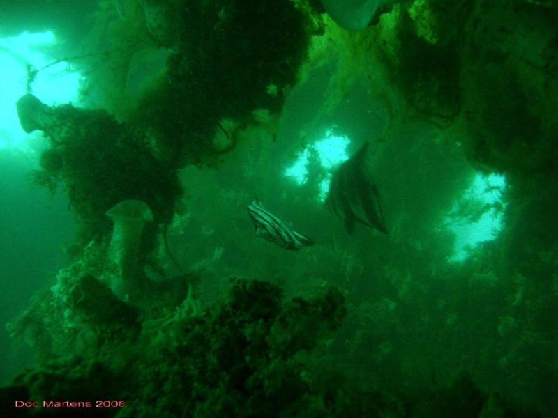 Bell Park Wreck Dive - Rockingham WA