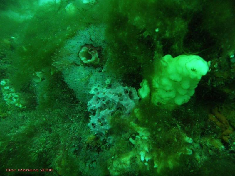 Bell Park Wreck Dive - Rockingham WA