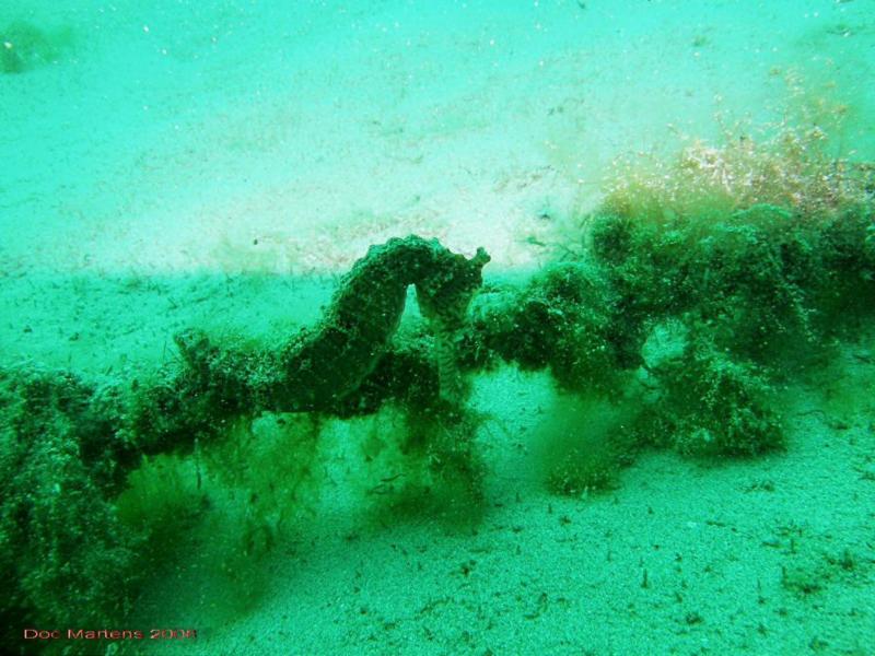 Bell Park Wreck Dive - Rockingham WA