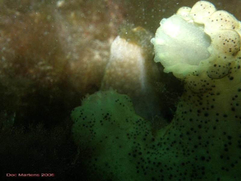 Bell Park Wreck Dive - Rockingham WA