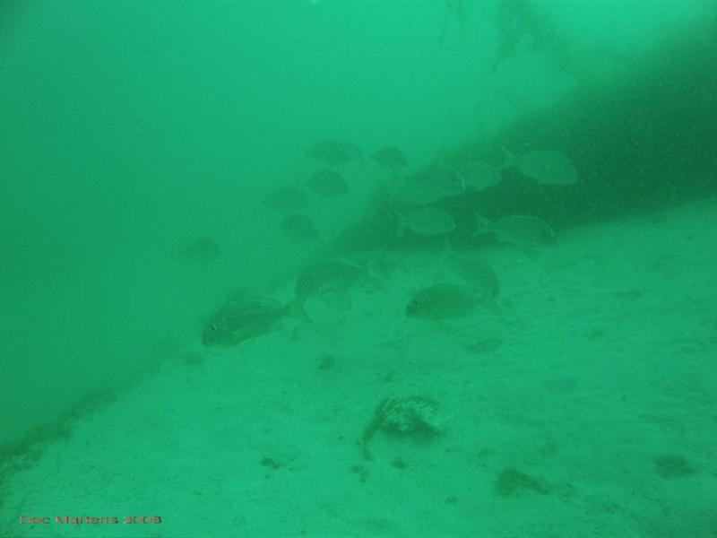 Bell Park Wreck Dive - Rockingham WA