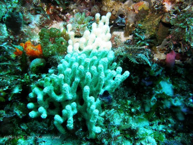 Horseshoe Reef Rottnest Island