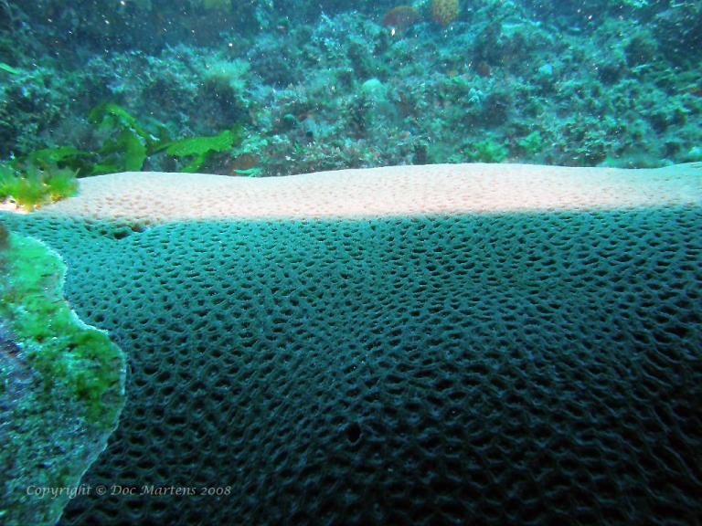 Horseshoe Reef Rottnest Island