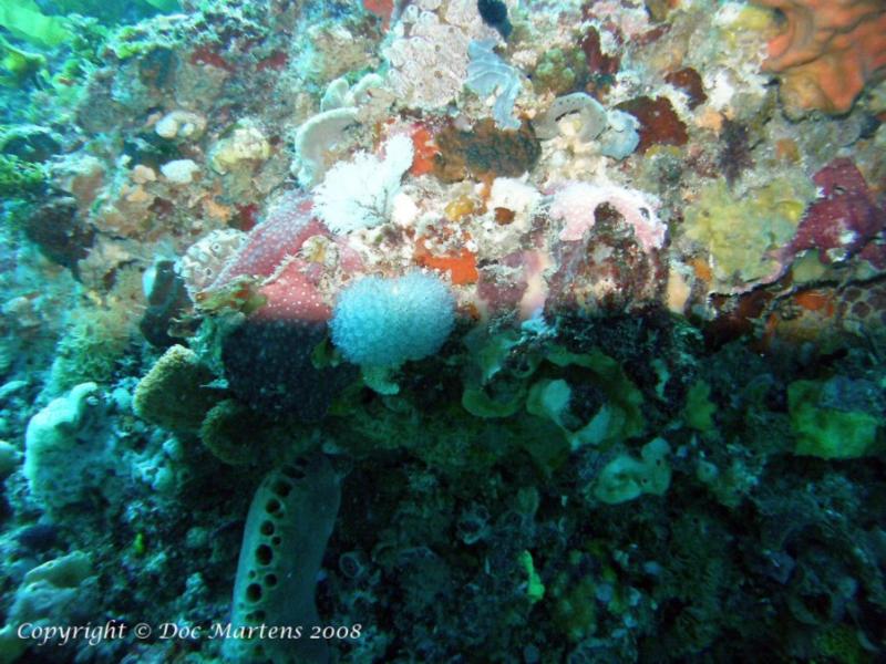 Swirl Reef Rottnest Island