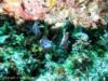 Swirl Reef Rottnest Island