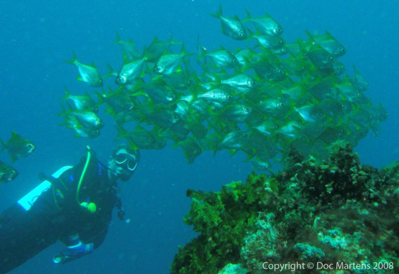 Western Pomfret - Rottnest Island