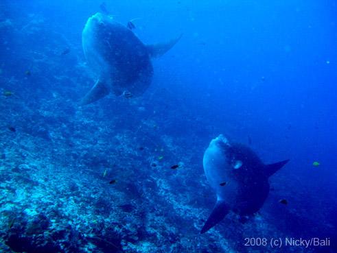Sunfish (mola mola)