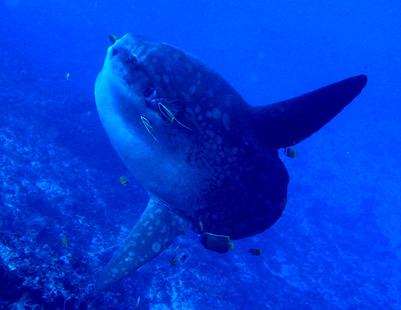 Sunfish (mola mola)