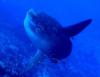 Sunfish (mola mola)