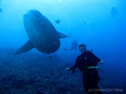 Diver with MolaMola