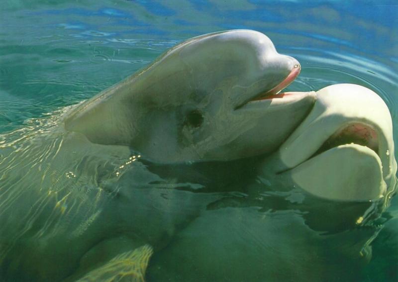 A couple of friends from the New York Aquarium