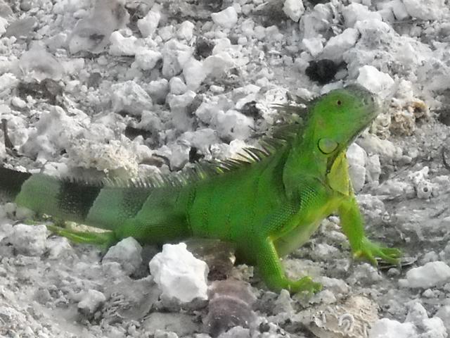 Friendly Native