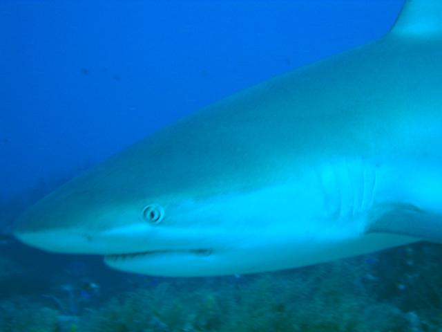 Caribbean Reef Shark