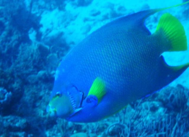 Blue Angelfish