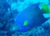 Blue Angelfish