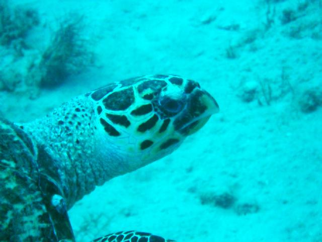 Hawksbill Turtle