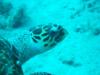 Hawksbill Turtle