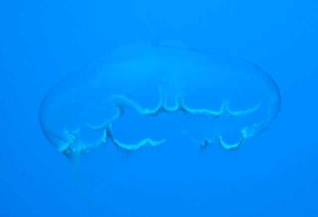 Moon Jelly