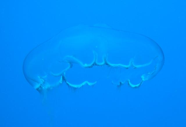 Moon Jelly