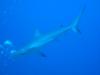 Caribbean Reef Shark