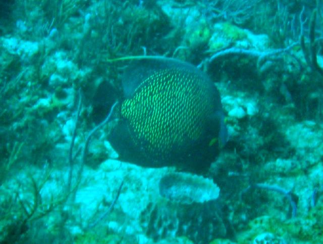 French Angelfish