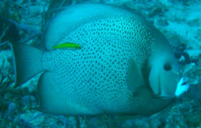 Gray Angelfish