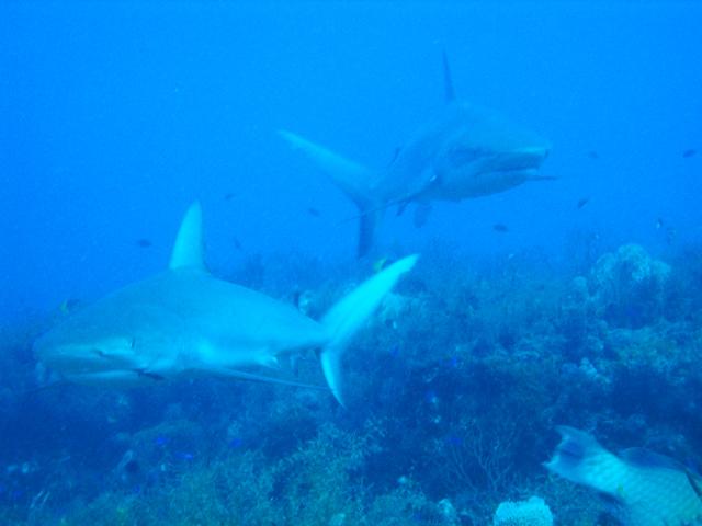 Shark Canyon, West Palm