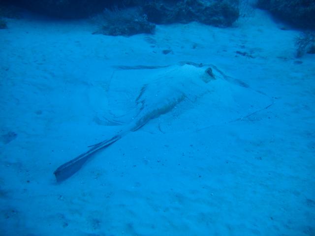 Southern Stingray