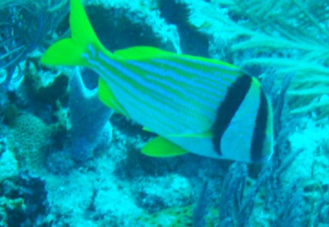 Porkfish